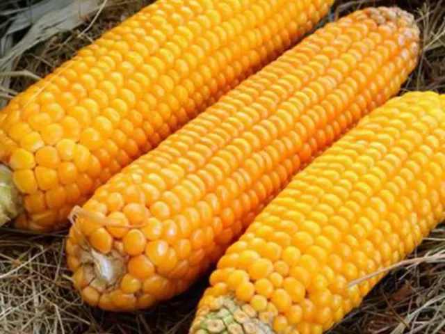CORN 328 MV