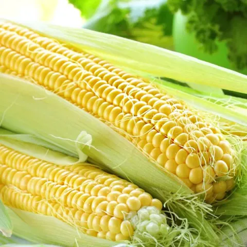 Свежие початки кукурузы сорта Коллективный 100 СВ