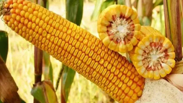 Fresh corn KRAZNOARSKIJ 291 AMV on stalk with cut cobs