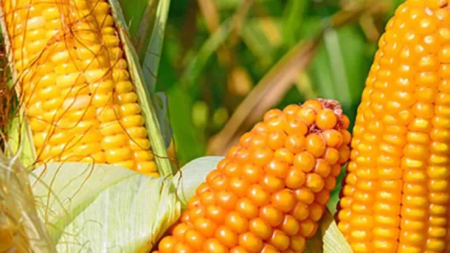 Свежая кукуруза Краснодарский 377 АМВ на фоне зелени