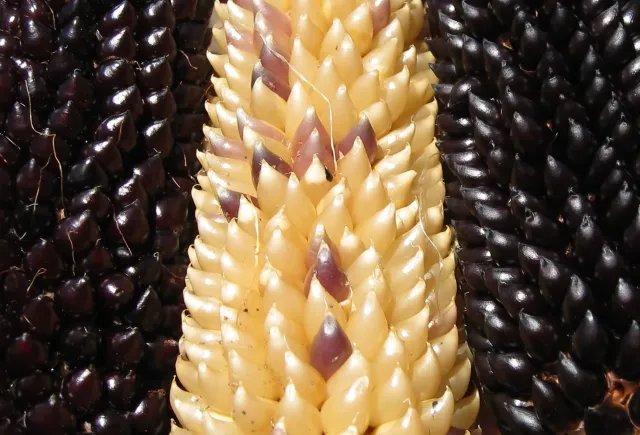 Corn Krasnodarsky Lopayushchiysya 405