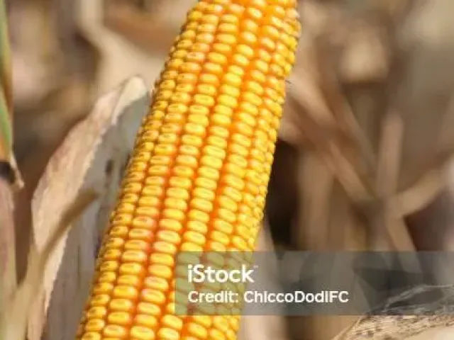 CORN S