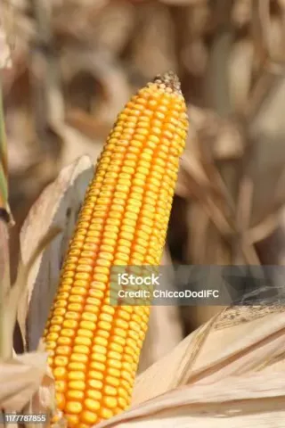 Yellow corn cob on a background of dry leaves - CORN S