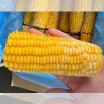 Yellow corn cob held in hand with other cobs in background - KV 4 EX 1630
