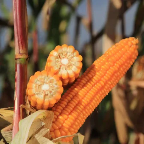 Mature corn cob of variety KWS DENERIO with two cross-sections showing kernel structure