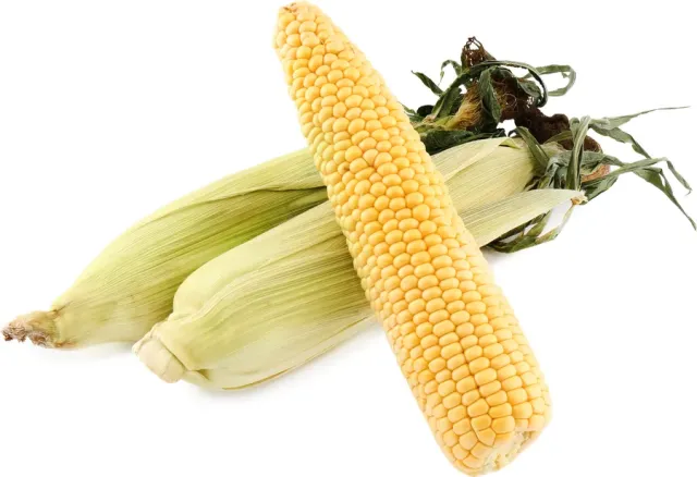 Corn cobs of the Larisa variety