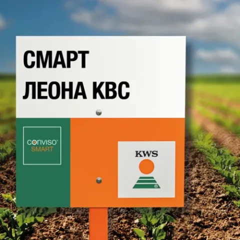 Зерно Леона КВС на тлі поля кукурудзи
