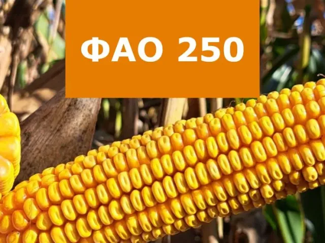 ЛИД2020Ц