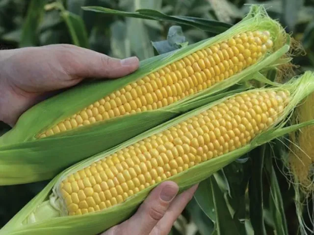 ЛИМРФФ 14
