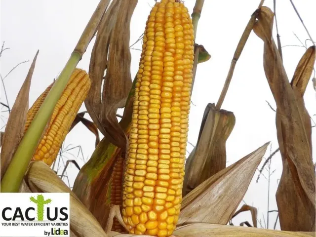 Mature corn cob on stalk with CACUS logo - LJR 2410