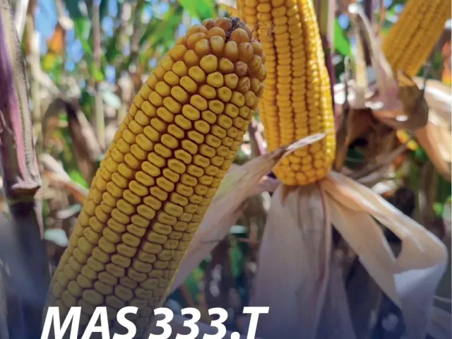 МАС 333Т