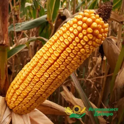 Golden corn cob on stalk background with manufacturer logo - MAS 48L