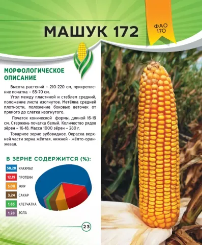 Пакет семян кукурузы МАШУК 172 с изображением початка и описанием сорта