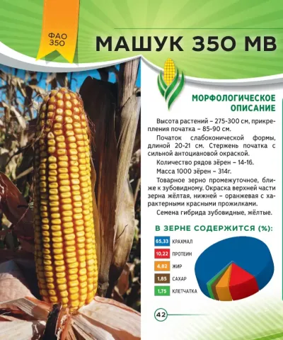 Пакет семян кукурузы Машук 350 МВ с изображением початка - МИХАИЛ МВ