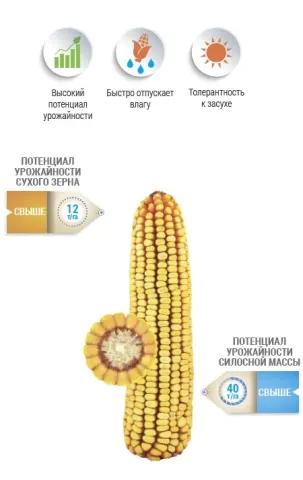 Кукуруза НП 2222 С на фоне с иконками свойств