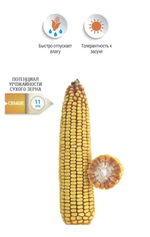 Corn variety NS 118 with property icons