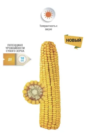 Yellow corn with text 'NEW' and logo 'Tomatna', without product name - NS 2022