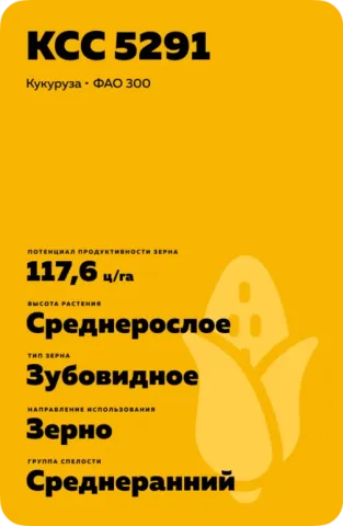 Пакет семян кукурузы KCC 5291 - Остерби КС