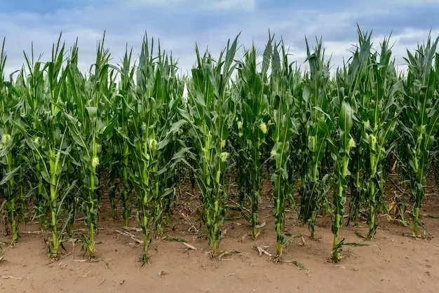 Cornfield against a blue sky - PATAGONIA