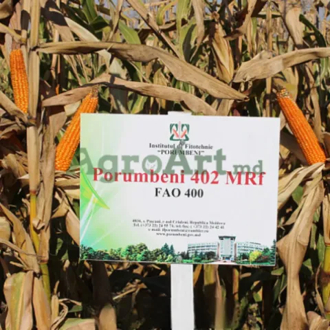 Sign with text Porumbeni 402 MRI in a cornfield