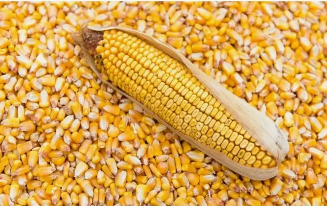 Corn cob of the Princip variety against a background of grain