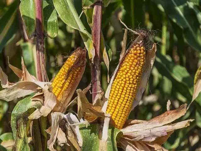 Р 0028