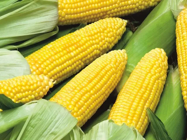RA 26 M