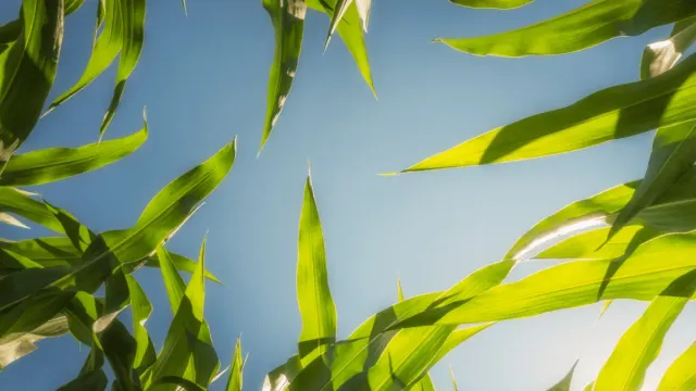 Green leaves of RGS 498 VS corn variety against the sky