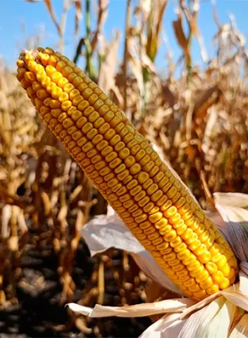 Golden ear of corn ROSS 190 MV against a field background