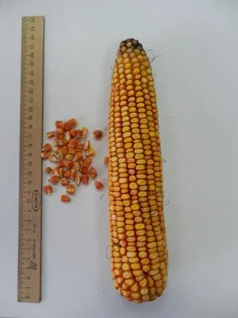 Corn variety RSC ZARYA with grain and cob next to a ruler