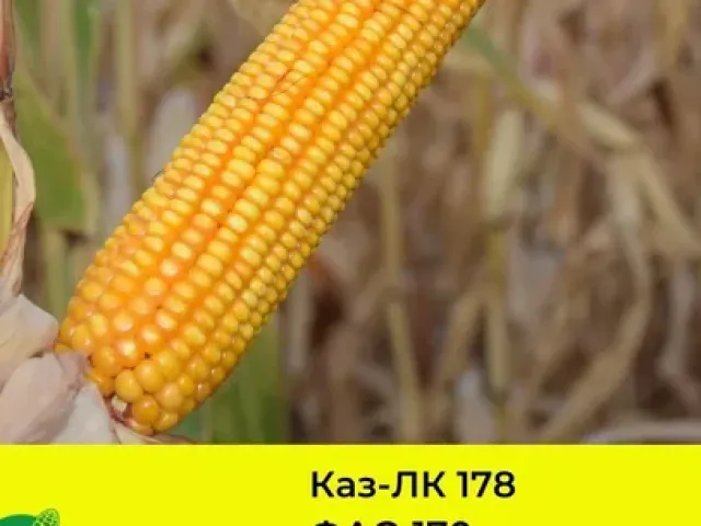 RVL 178 CM