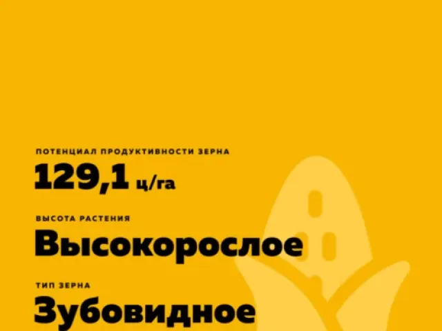 РЖТ Алексей