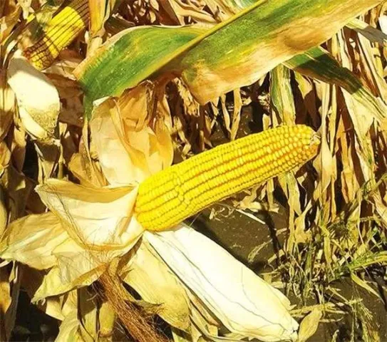 Dried corn cob Skadovsky against leaf background