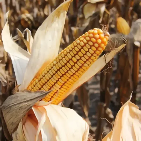 Ripe corn cob in a field - Tirnavia