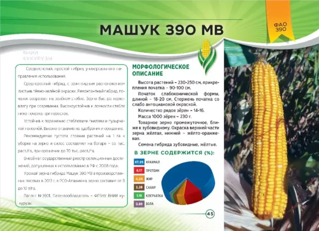 Пакет семян кукурузы Машук 390 МВ с описанием и фото початка