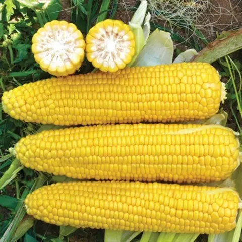 Three ears of corn Winterstone with two cut ears on top against a green background