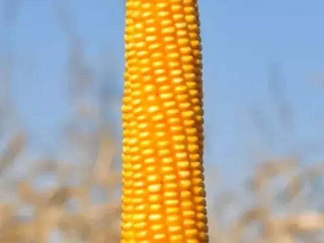 З 1 Ц 0876
