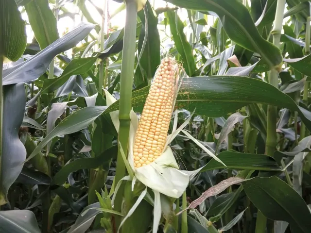 Corn in field, variety ZETA 105