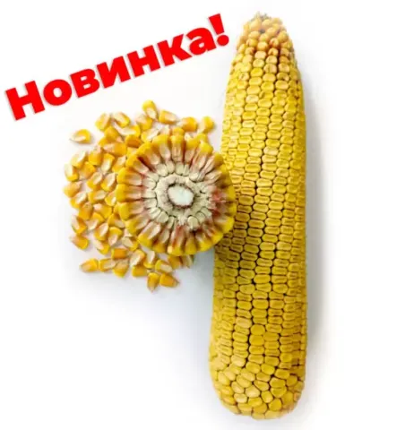 Corn GOLDEN EAR 200 SV on white background with text New!
