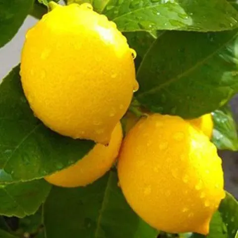 Fresh lemons on a branch with green leaves - LEYSAN