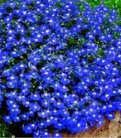 Голубой Бриз | BLUE BREEZE — цветущая лобелия с синими цветами