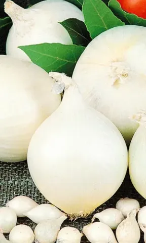 Fresh onion and garlic on a green background - Alba