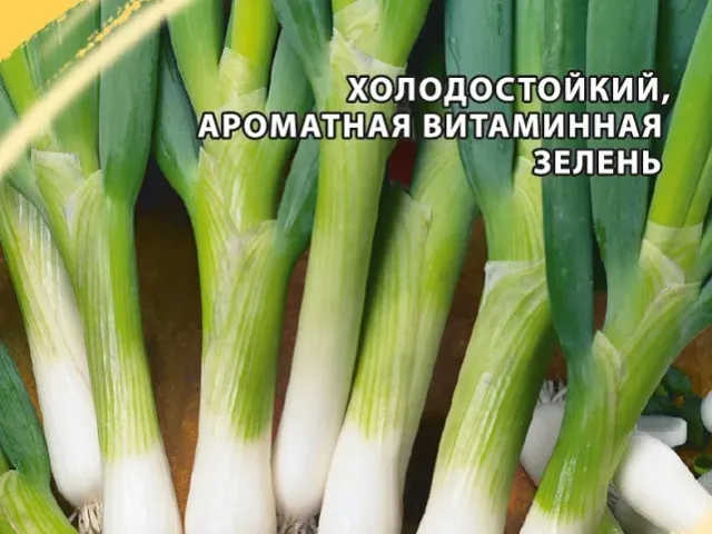 Алфавит