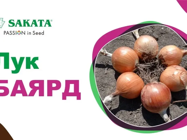 Баярд