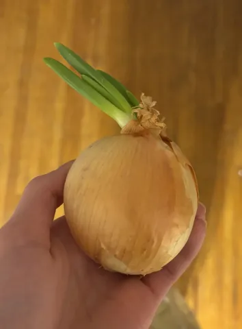 Sprouted onion bulb variety Kodal in hand