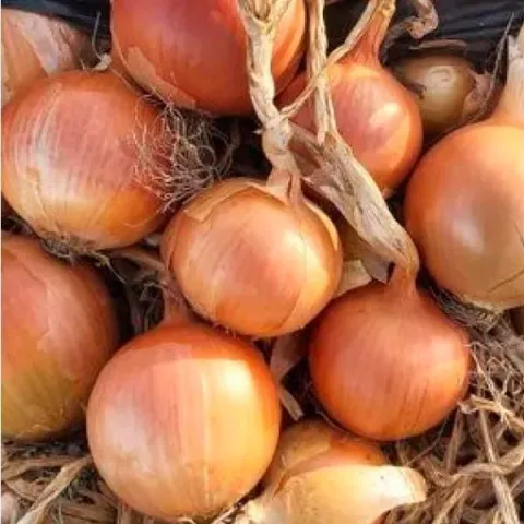 Harvest of Dimon onion variety
