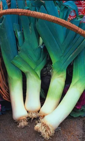 Fresh leek in a basket - DIVO DIVNOE