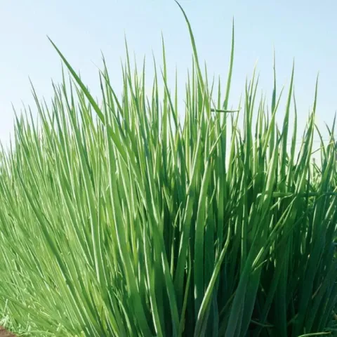 Green onion in field - GULDEN