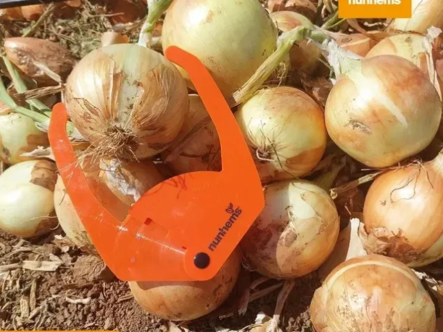 Симаррон