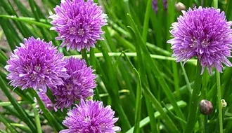 Blooming chives on green background - LILAC BELLS